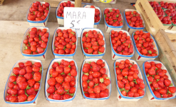 Erdbeeren der Bretagne